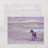 Wüstenpferd P8640 Postkarte (Vorne/Hinten)