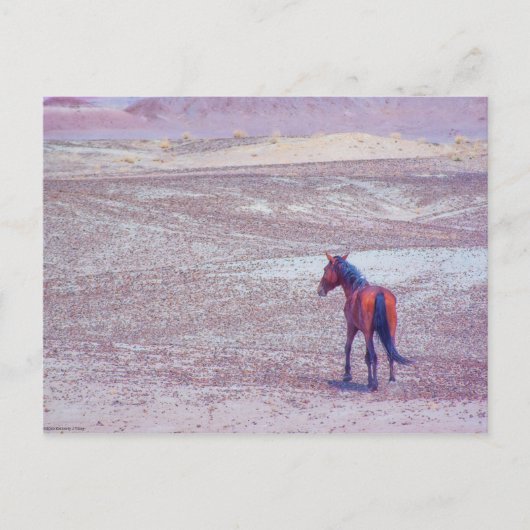 Wüstenpferd P8640 Postkarte (Vorderseite)