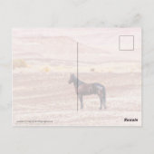 Wüstenpferd P8664 Postkarte (Rückseite)