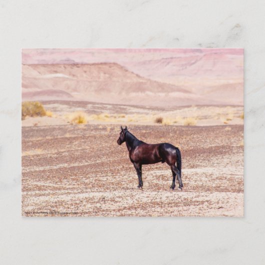Wüstenpferd P8664 Postkarte (Vorderseite)