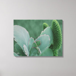WüstenPflanze Leinwanddruck