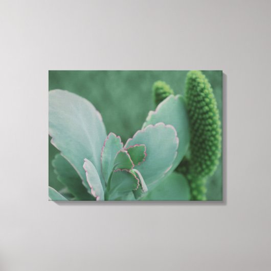 WüstenPflanze Leinwanddruck (Vorderseite)