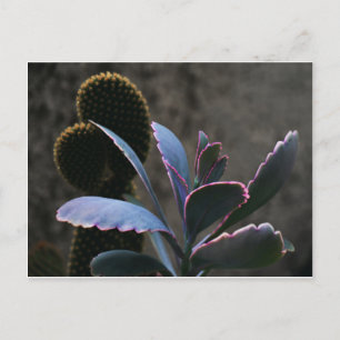 WüstenPflanze Postkarte