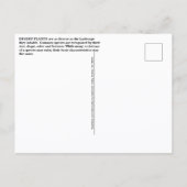 Wüstenpflanzen Postkarte (Rückseite)