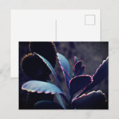 Wüstenpflanzen Postkarte (Vorne/Hinten)