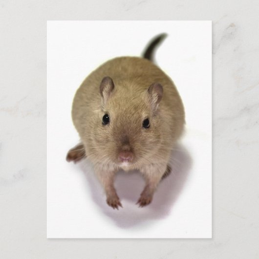 Wüstenrennmaus-Postkarte Postkarte (Vorderseite)