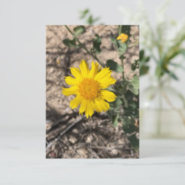 Wüstenringelblume Dankeskarte