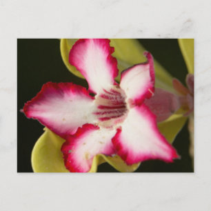 Wüstenrose (Adenium Obesum), Südafrika Postkarte