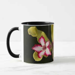 Wüstenrose (Adenium Obesum), Südafrika Tasse