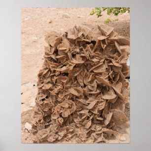 Wüstenrose. Tunesien. Poster