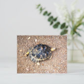 Wüstenschildkröte Postkarte (Stehend Vorderseite)