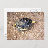 Wüstenschildkröte Postkarte (Vorne/Hinten)