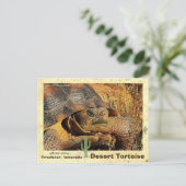 Wüstenschildkröten sind vom Aussterben bedroht - Postkarte (Stehend Vorderseite)