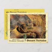 Wüstenschildkröten sind vom Aussterben bedroht - Postkarte (Vorne/Hinten)
