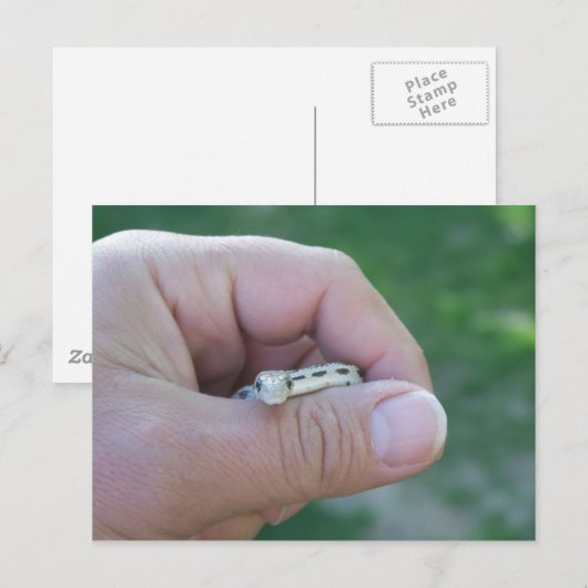 Wüstenschlange Postkarte (Vorne/Hinten)