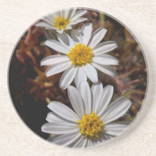 Wüstenstar-Wildblumen Getränkeuntersetzer