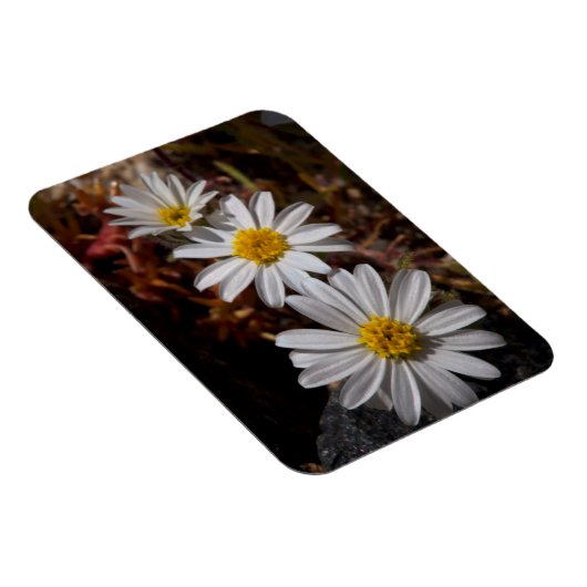 Wüstenstar-Wildblumen Magnet (Rechte Seite)