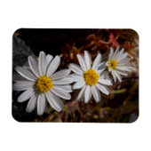 Wüstenstar-Wildblumen Magnet (Horizontal)