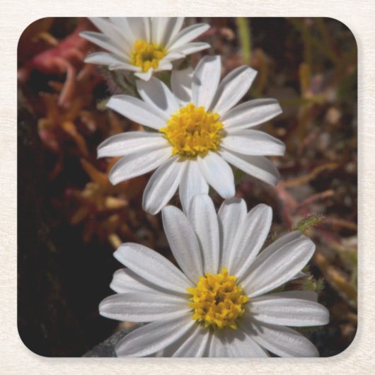 Wüstenstar-Wildblumen Rechteckiger Pappuntersetzer (Vorderseite)