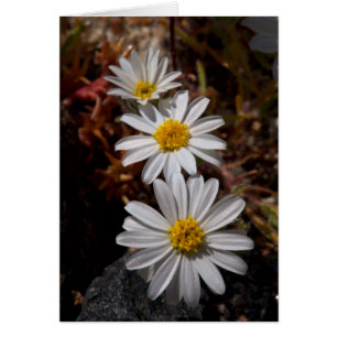 Wüstenstern-Wildblumen