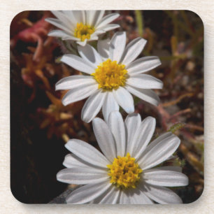 Wüstenstern-Wildblumen Getränkeuntersetzer