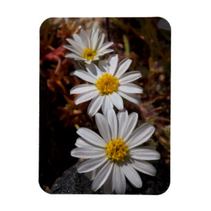 Wüstenstern-Wildblumen Magnet