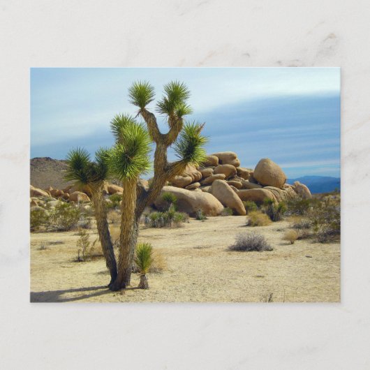 Wüstensukkulturen, Steine und Himmel aus Kaliforni Postkarte (Vorderseite)