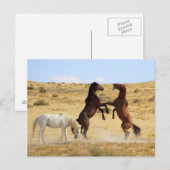 Wüstentanz Postkarte (Vorne/Hinten)