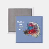 Wütend Betta bekämpft Fisch was siehst du dir an? Magnet (Vorderseite/Rückseite)