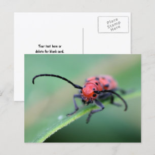 Wütender roter Käfer Naturfotografie Postkarte