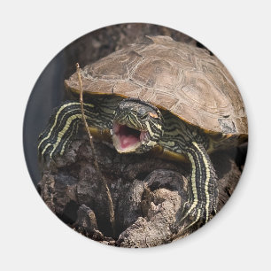Wütender Schildkröte-Magnet Magnet