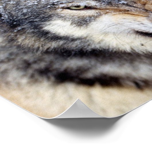 wütender Wolf Poster (Ecke)