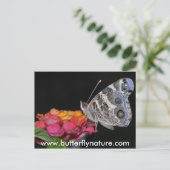 www.butterflynature.com postkarte (Stehend Vorderseite)