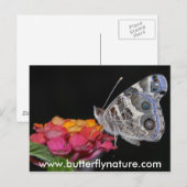 www.butterflynature.com postkarte (Vorne/Hinten)