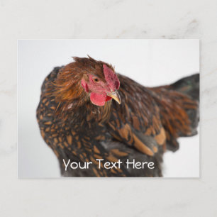 Wyandotte Chicken Postkarte