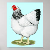 Wyandotte: Columbian Hen Poster (Vorne)