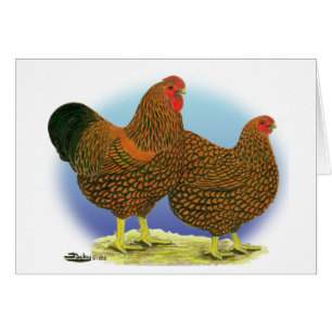 Wyandotte: goldlackiertes Paar