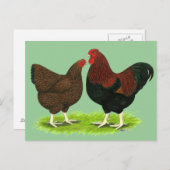 Wyandotte: Partridge Pair Postkarte (Vorne/Hinten)