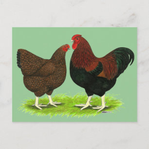 Wyandotte: Partridge Pair Postkarte