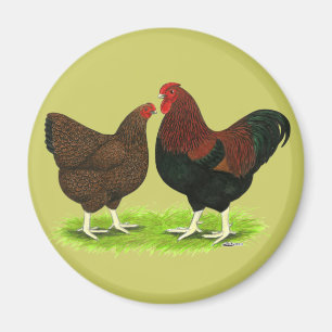 Wyandotte:  Rebhuhn-Paare Magnet