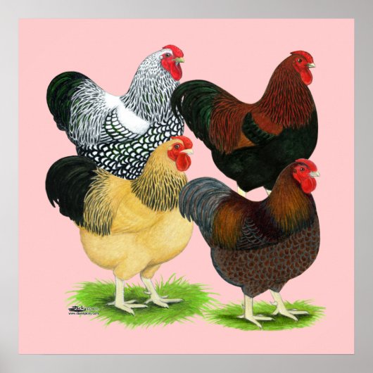 Wyandotte: Rooster Assortment Poster (Vorne)