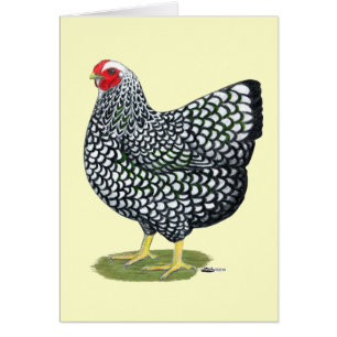 Wyandotte: Silberlackierte Hen