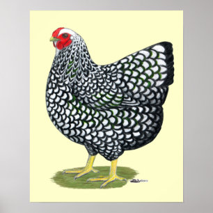 Wyandotte: Silberlackierte Hen Poster