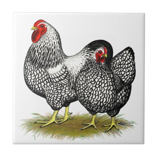 Wyandotte:  Silberne Paare Fliese (Vorderseite)