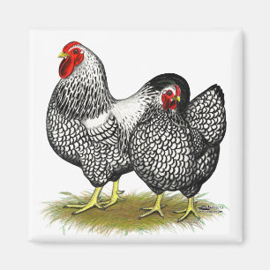 Wyandotte:  Silberne Paare Magnet