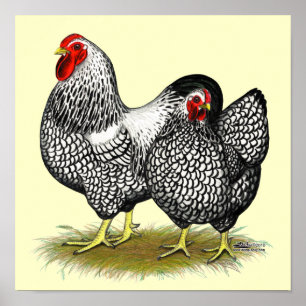 Wyandotte:  Silberne Paare Poster