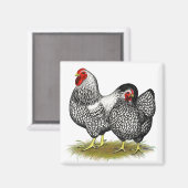 Wyandotte: Silberpaarung Magnet (Vorderseite/Rückseite)