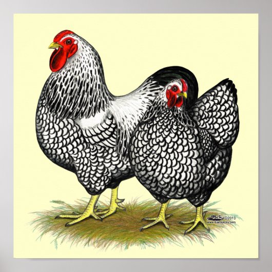 Wyandotte: Silberpaarung Poster (Vorne)