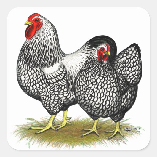 Wyandotte: Silberpaarung Quadratischer Aufkleber (Vorderseite)