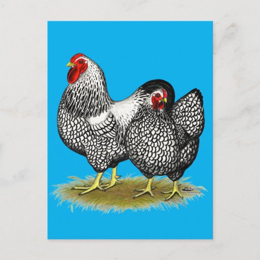 Wyandotte:  Silver Pair Postkarte (Vorderseite)